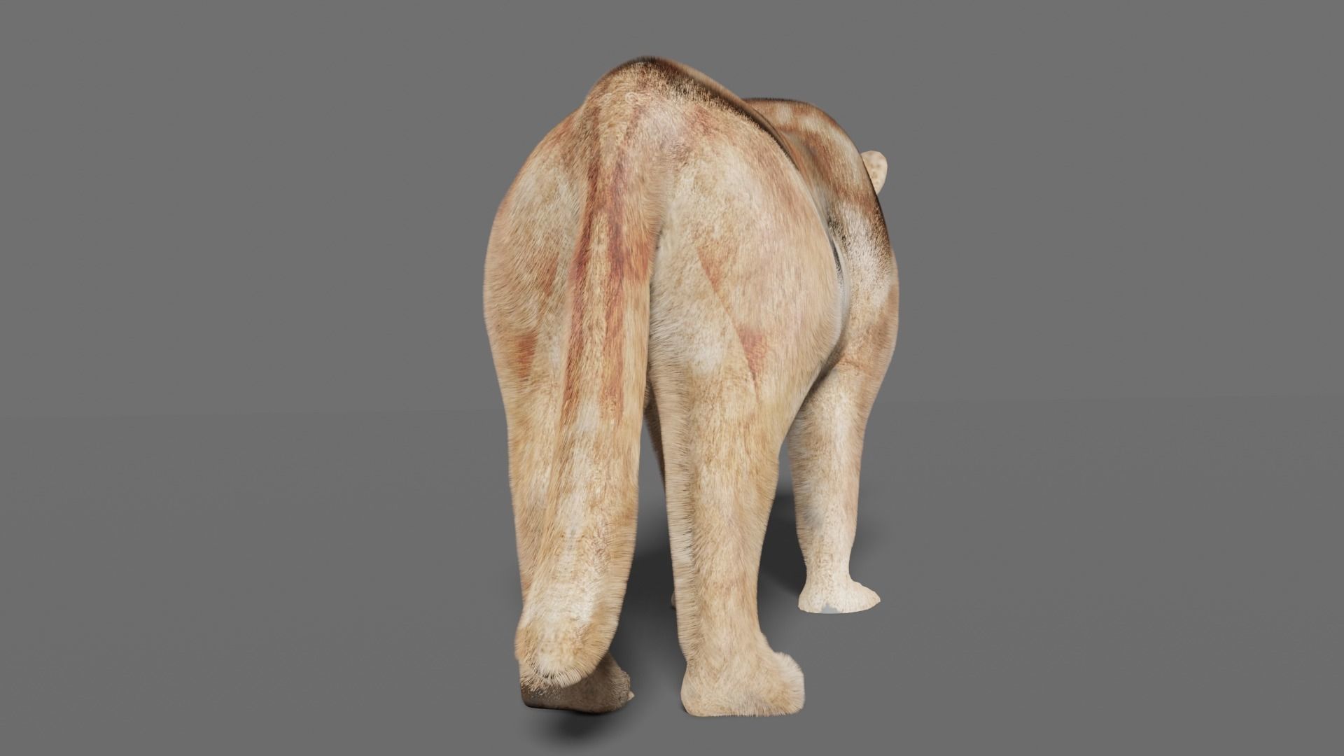 puma 3d lion 3D model_10