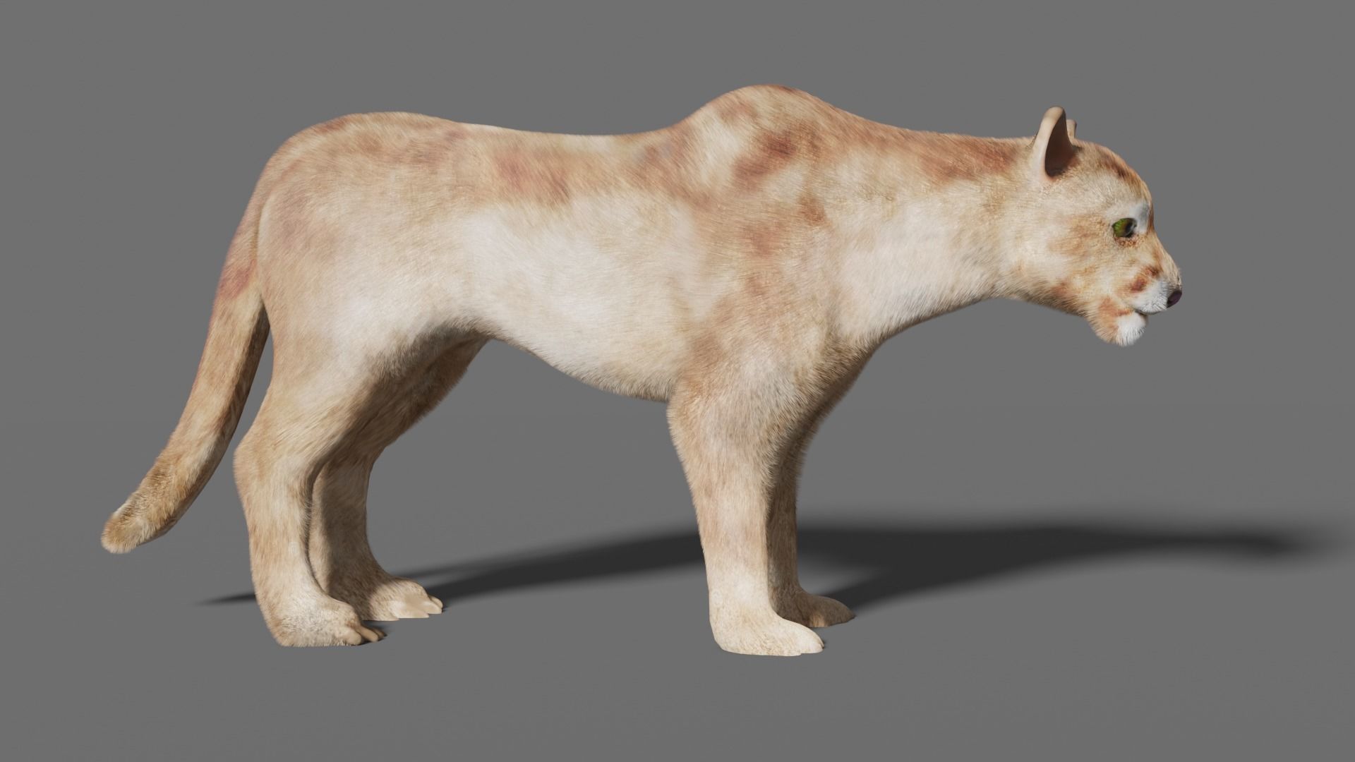 puma 3d lion 3D model_8