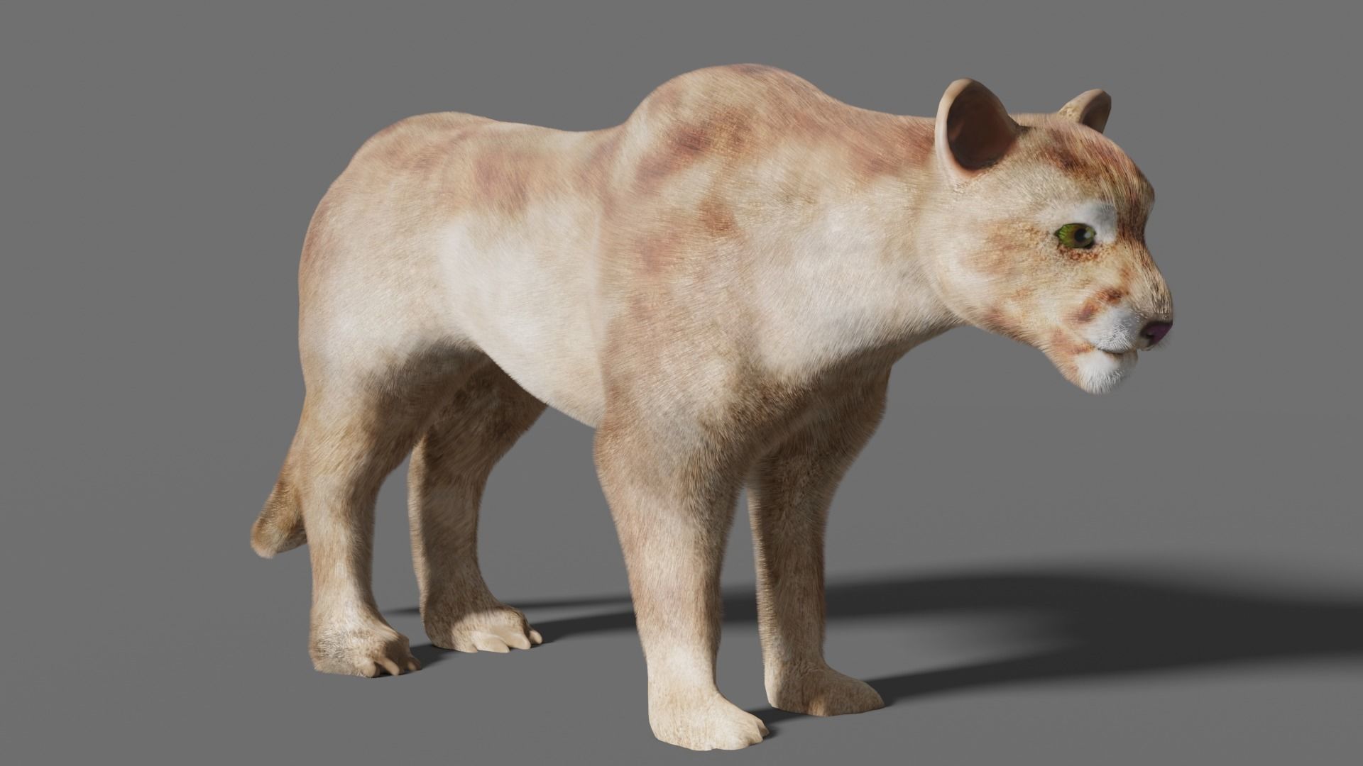 puma 3d lion 3D model_2