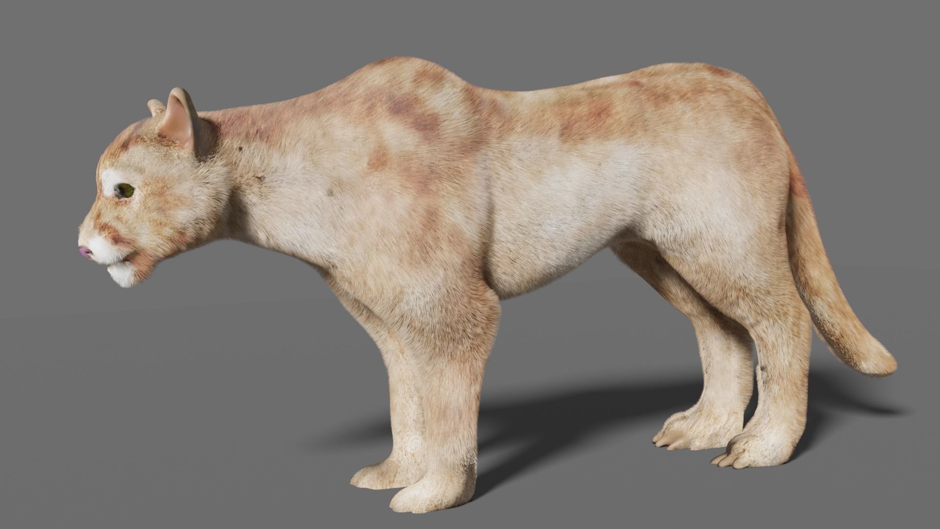 puma 3d lion 3D model_18