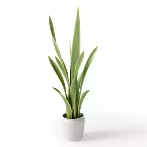 Long Leaf Potted Plant