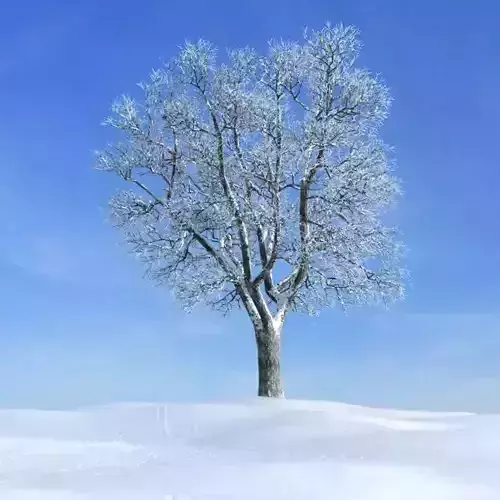 Large Snowy Tree