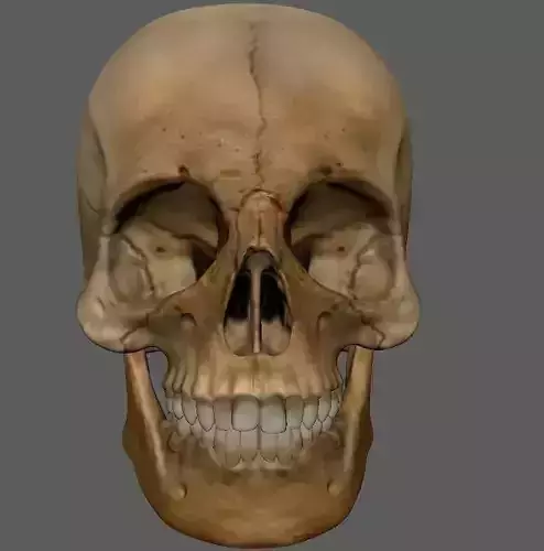 Skull lowpoly model human