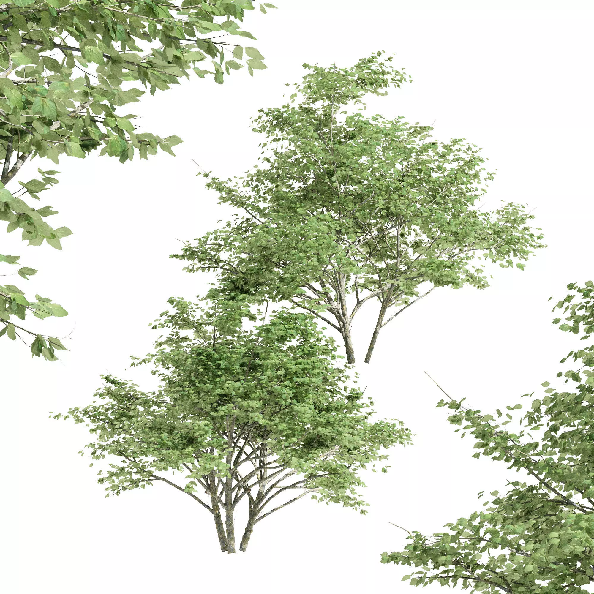 2 diffrent tree Kousa Dogwood 3D model_0