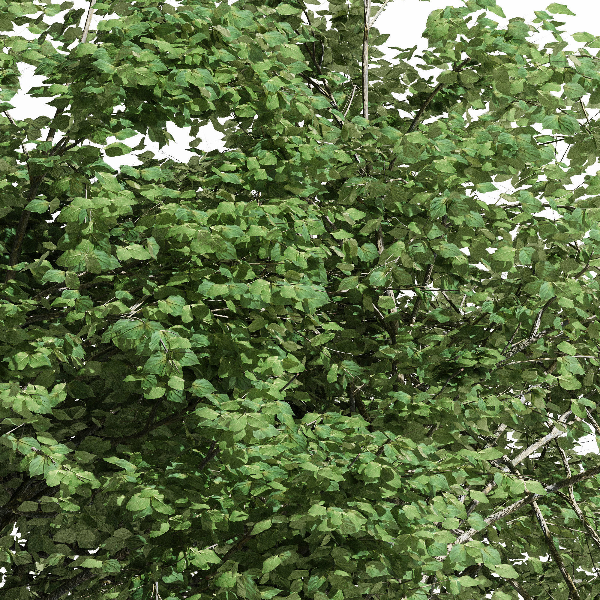 2 diffrent tree Kousa Dogwood 3D model_1