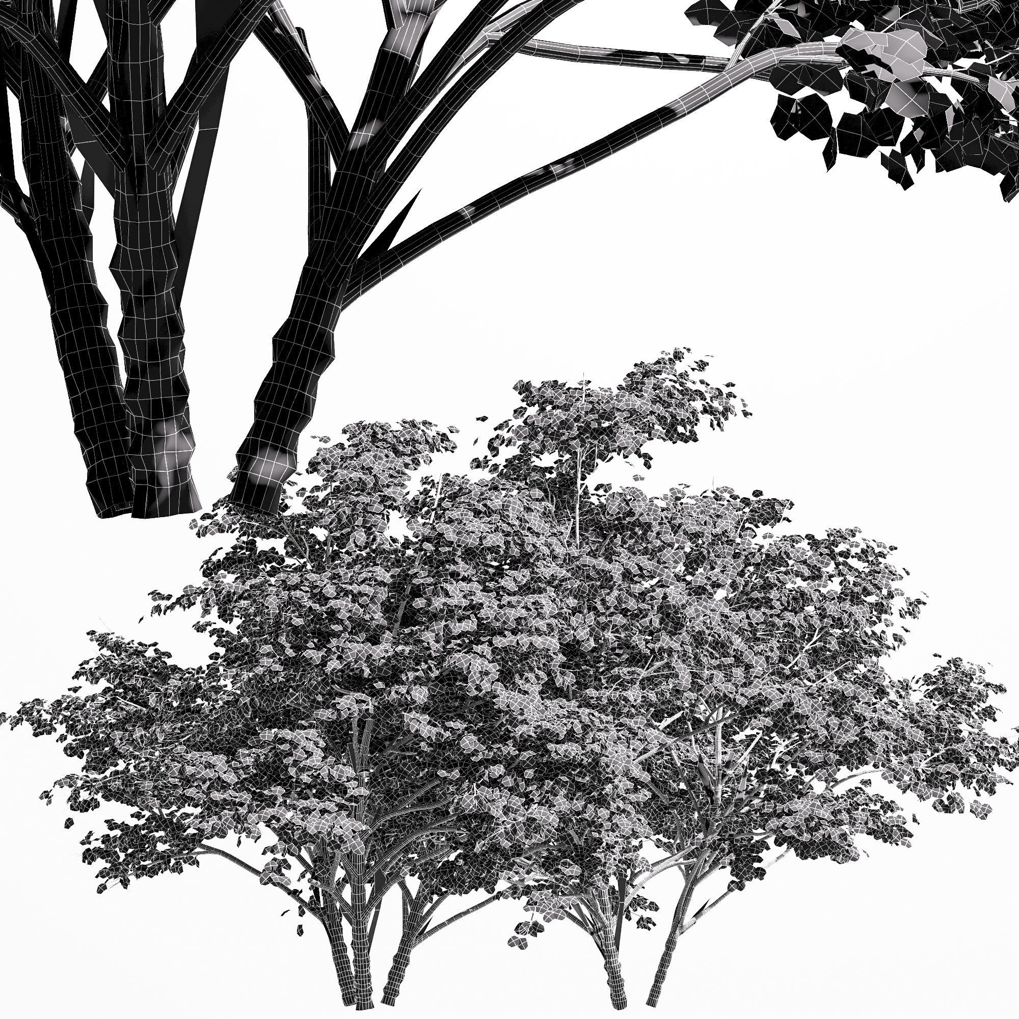 2 diffrent tree Kousa Dogwood 3D model_2