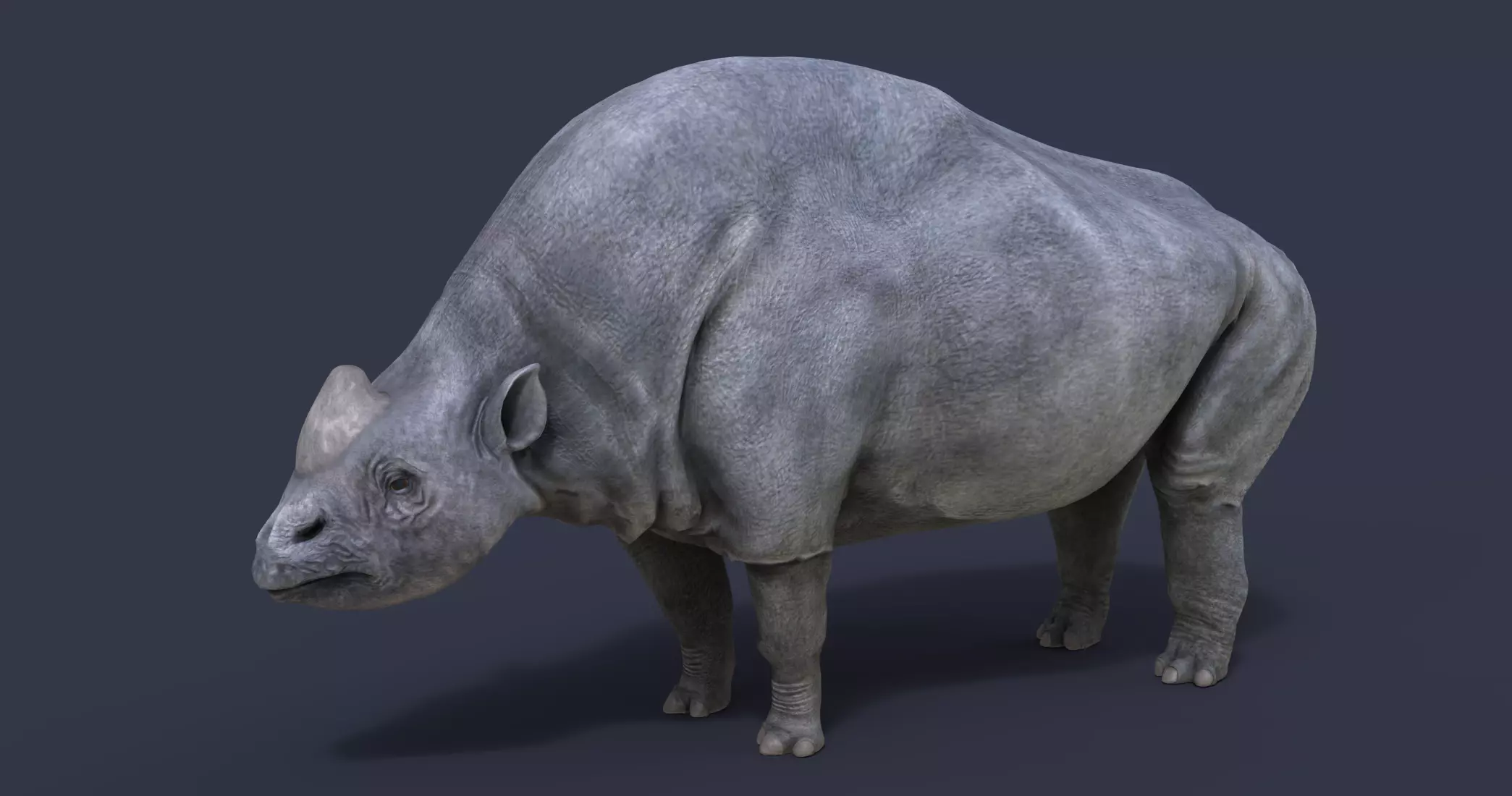 Elasmotherium rhinoceros 3D model_0