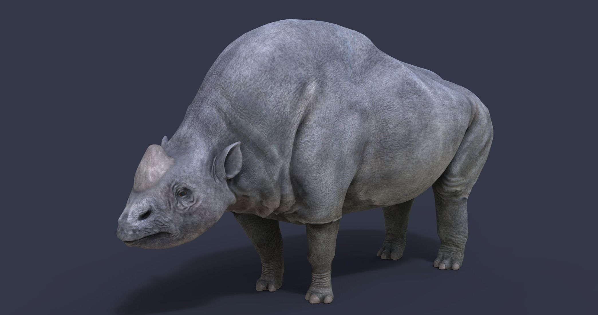 Elasmotherium rhinoceros 3D model_2