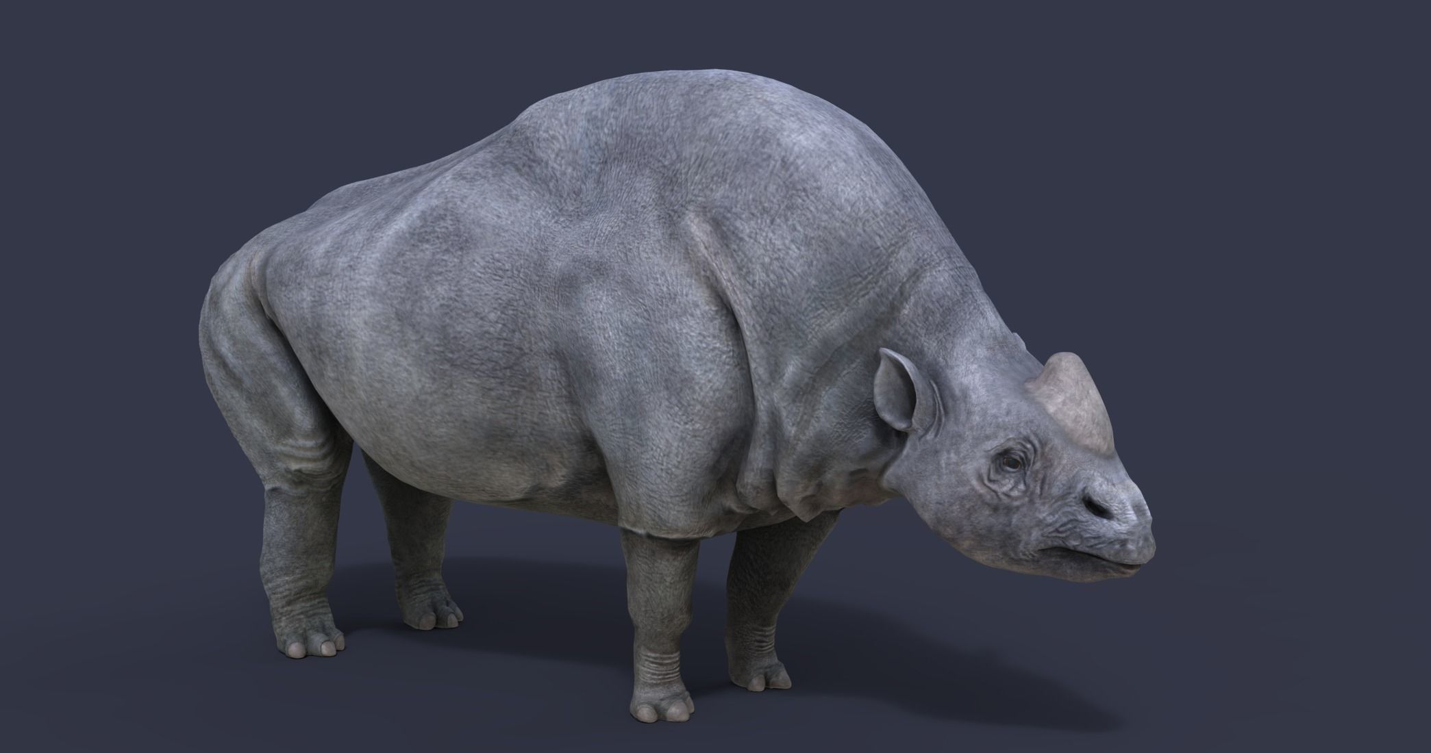 Elasmotherium rhinoceros 3D model_4