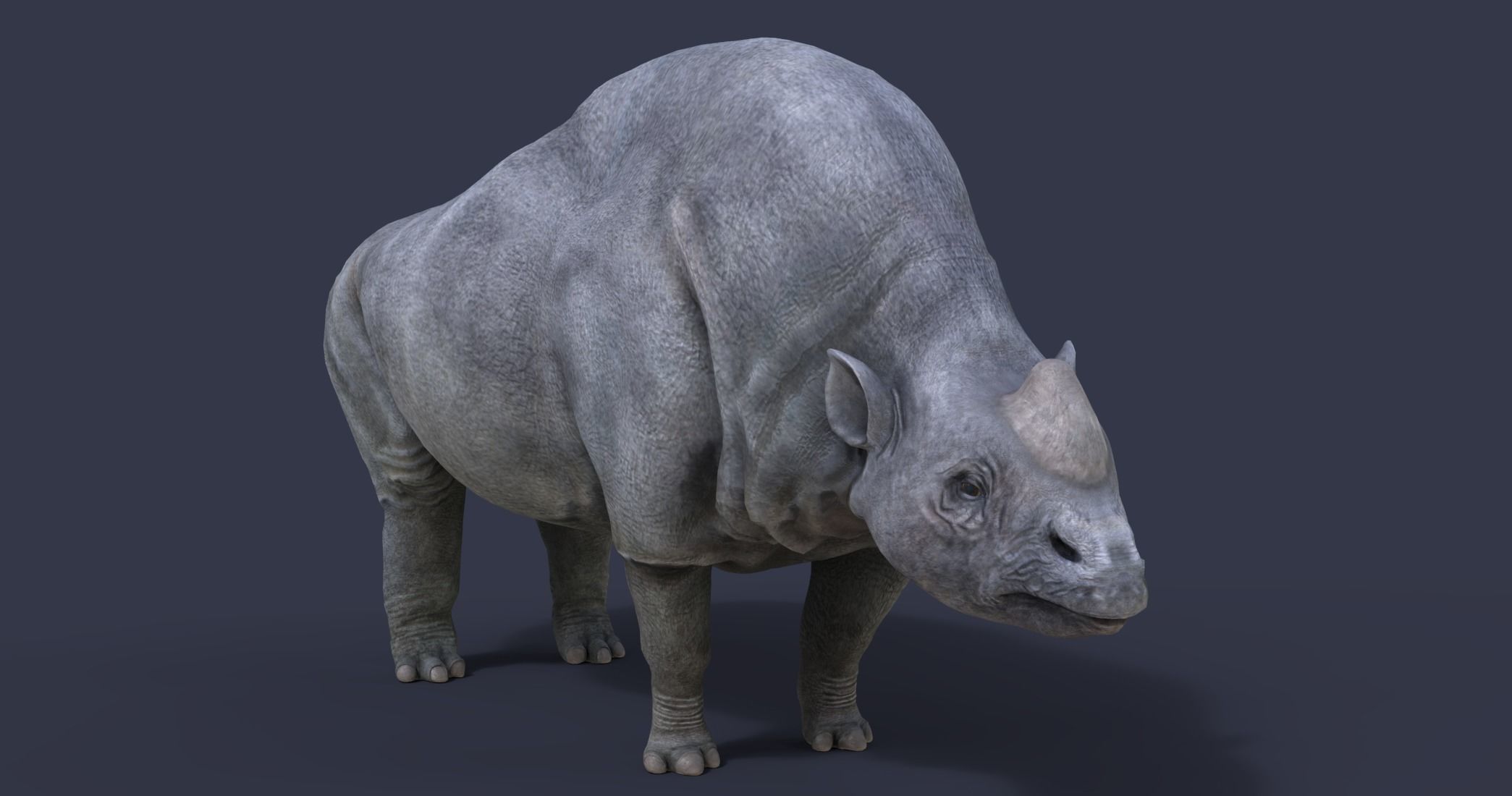Elasmotherium rhinoceros 3D model_3