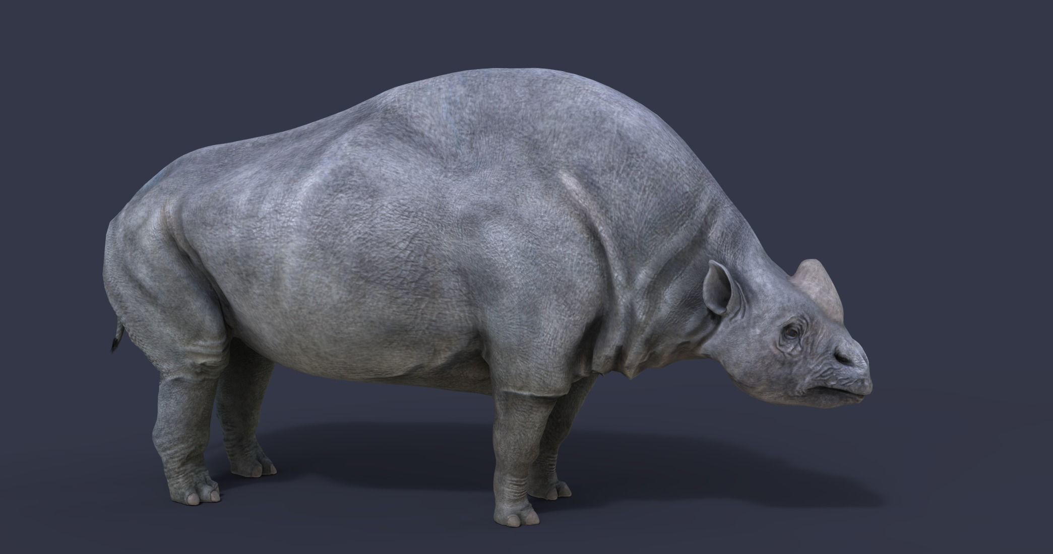 Elasmotherium rhinoceros 3D model_5