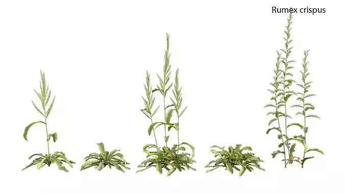 Rumex crispus - curled dock 3D model