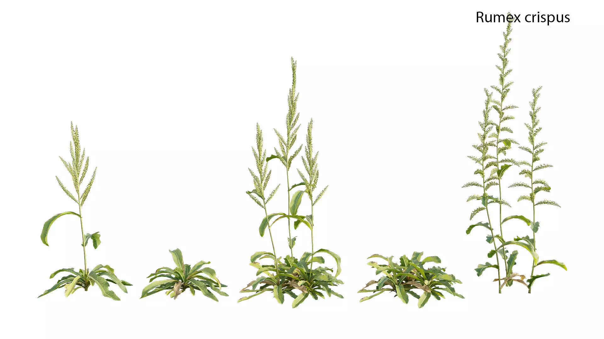 Rumex crispus - curled dock 3D model