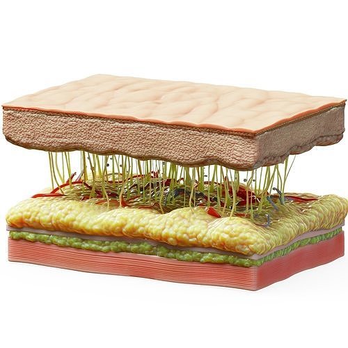 Skin Cross Section 3D model