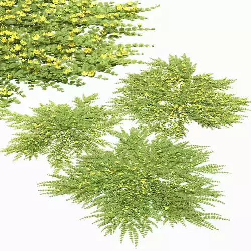 Lysimachia nummularia 01