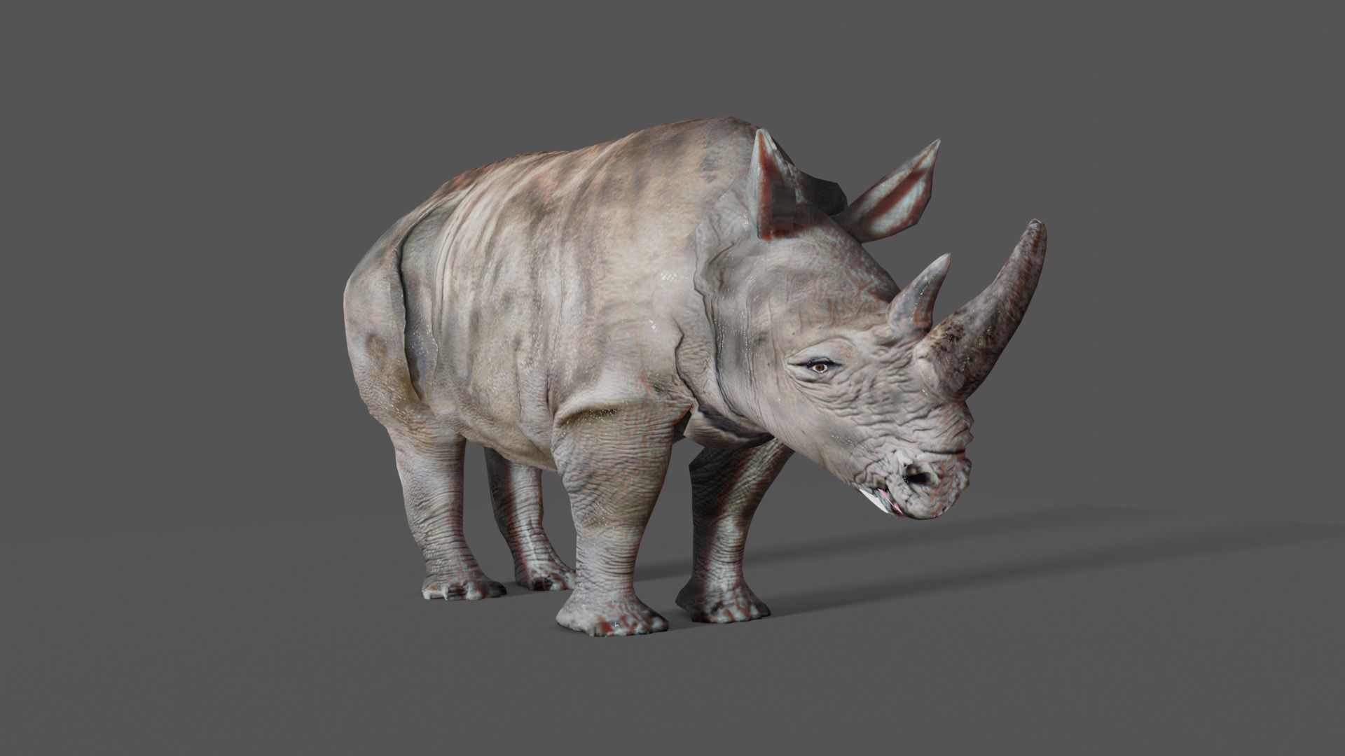 RHINOCEROS Low-poly 3D model_20