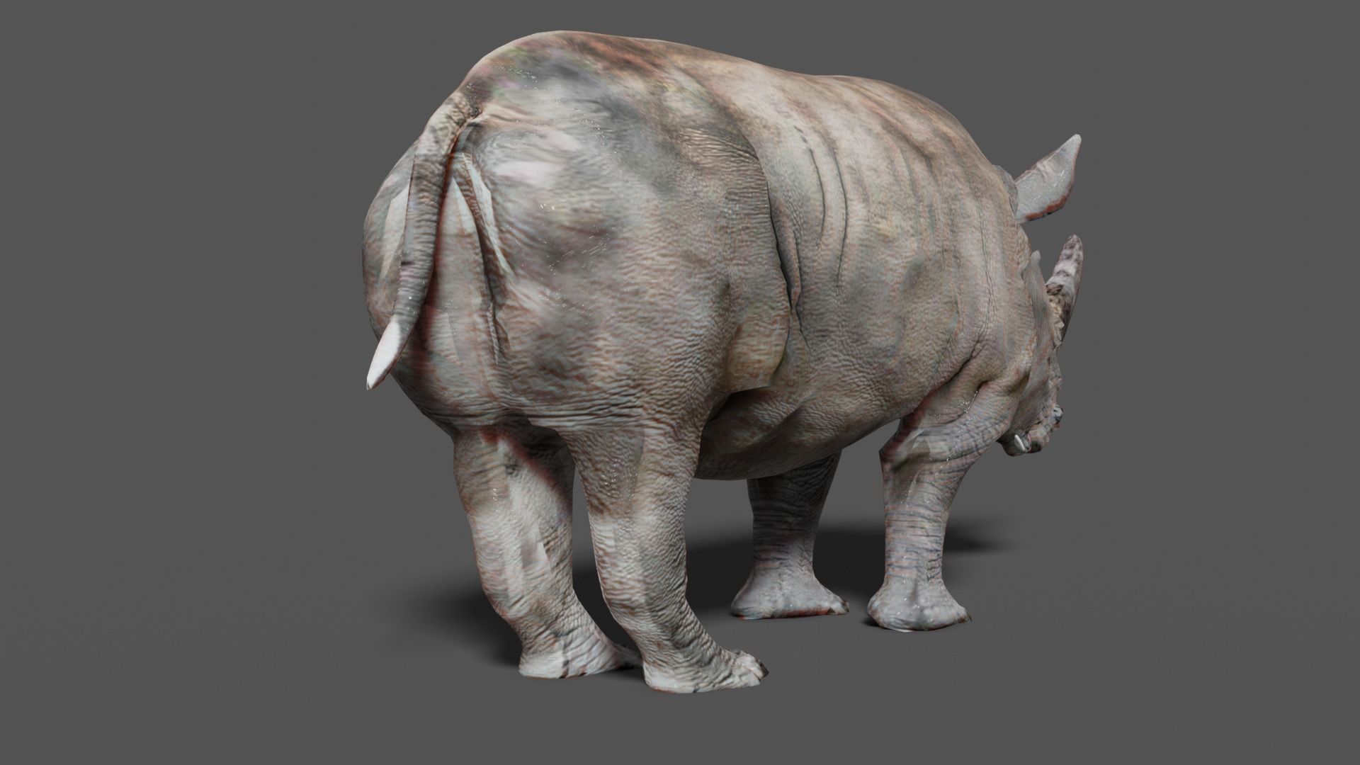 RHINOCEROS Low-poly 3D model_16