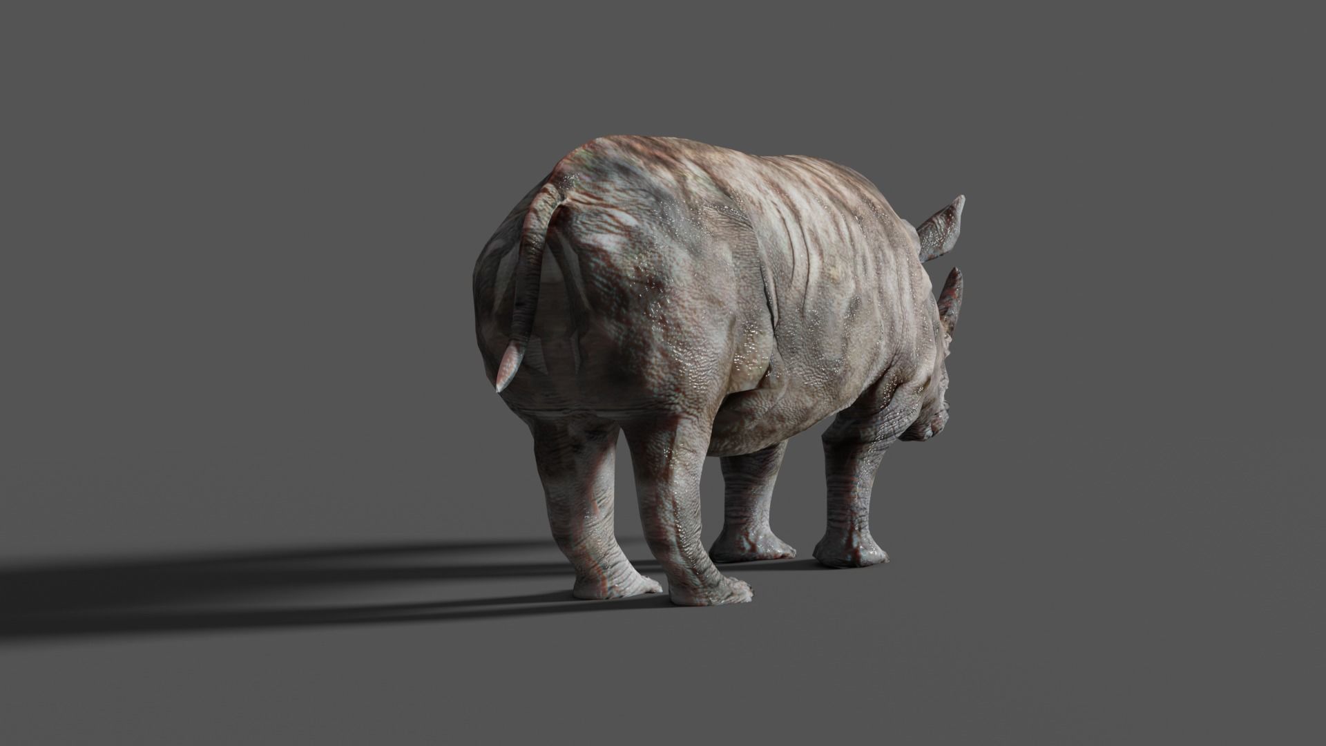 RHINOCEROS Low-poly 3D model_8