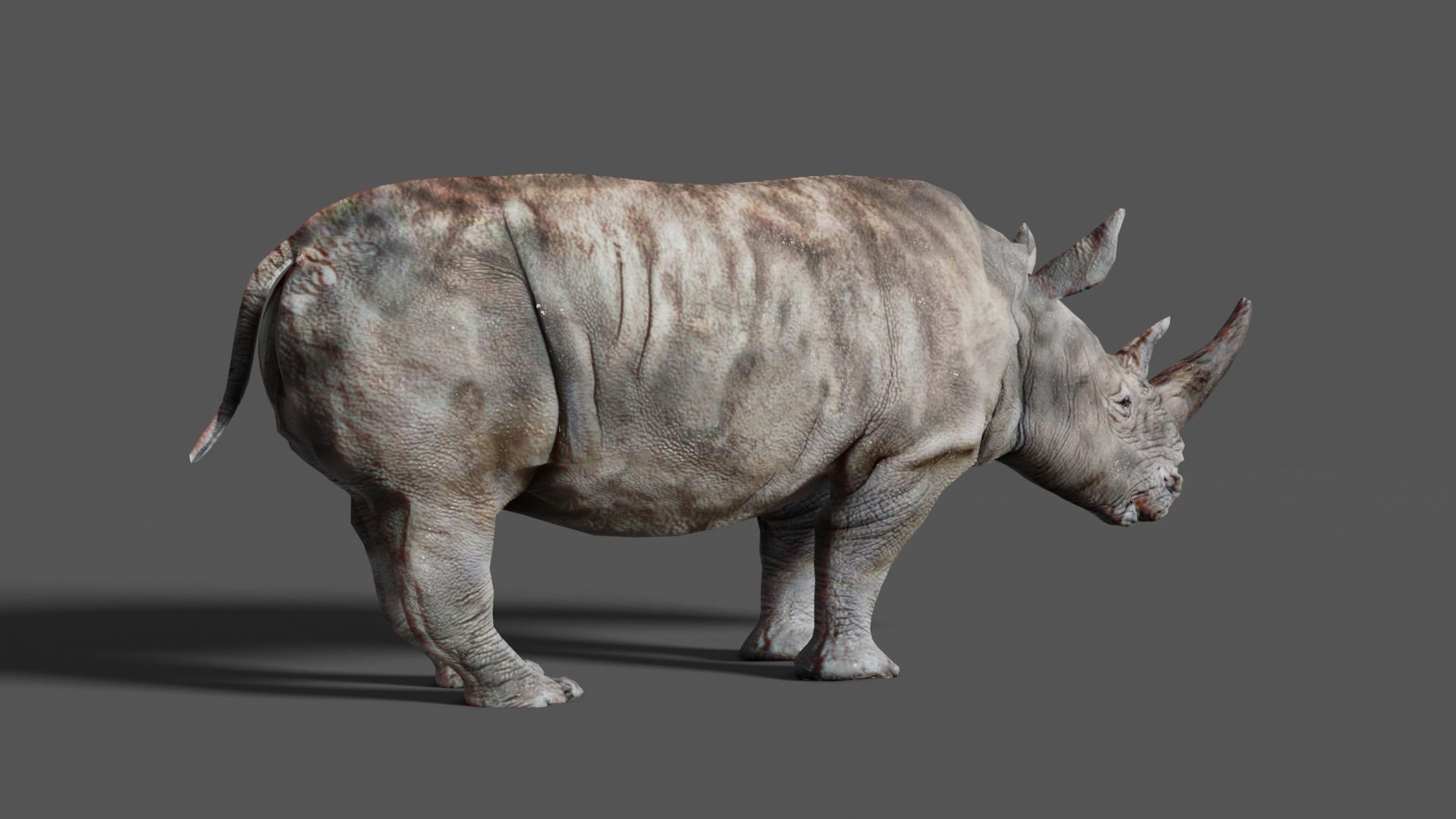 RHINOCEROS Low-poly 3D model_6