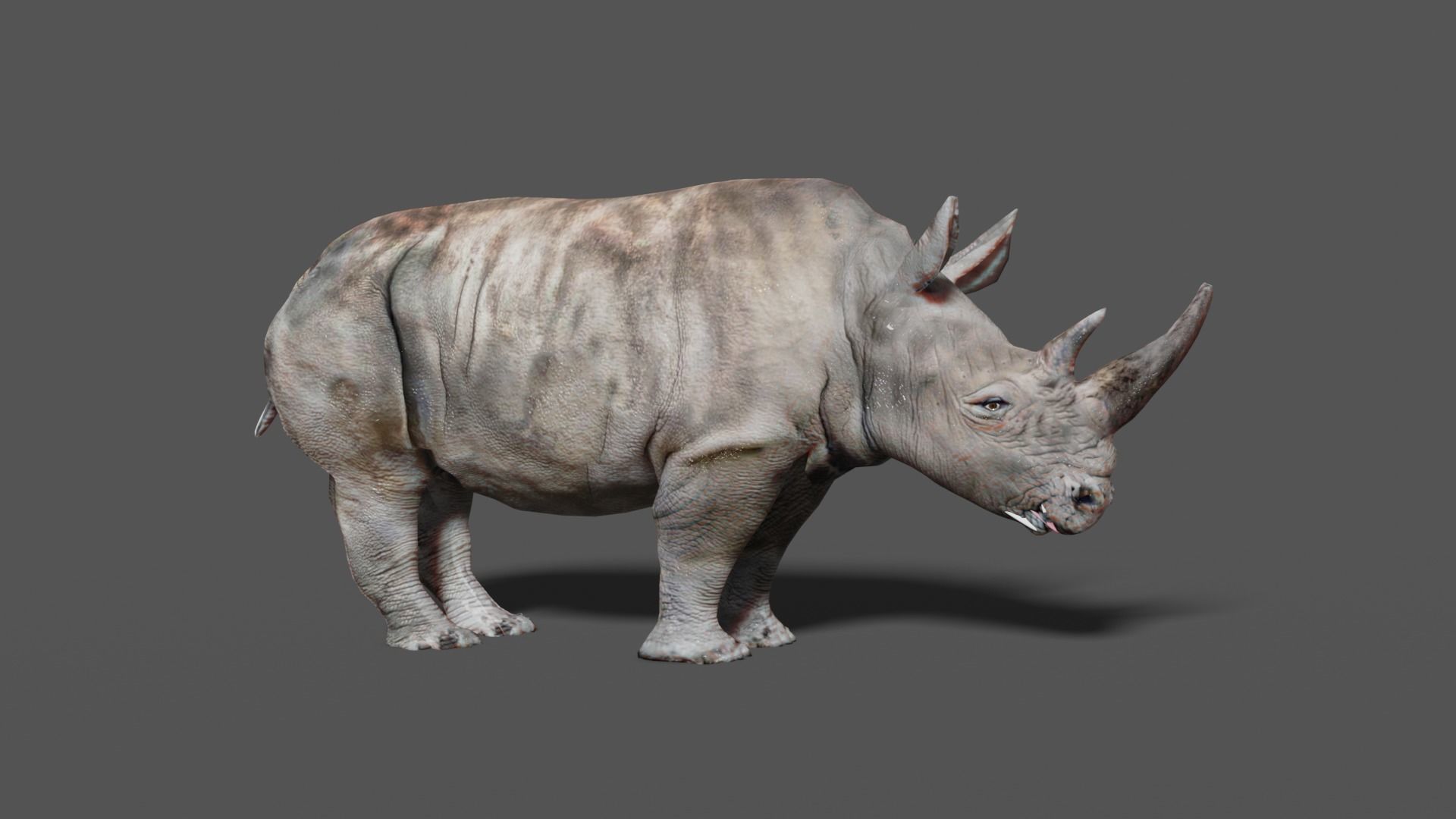 RHINOCEROS Low-poly 3D model_3