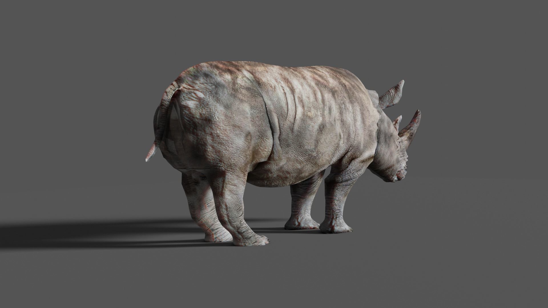 RHINOCEROS Low-poly 3D model_7