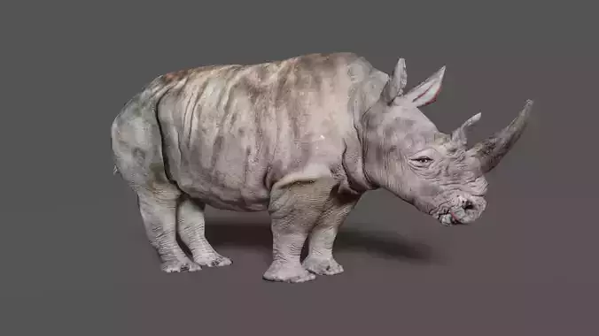 RHINOCEROS Low-poly 3D model