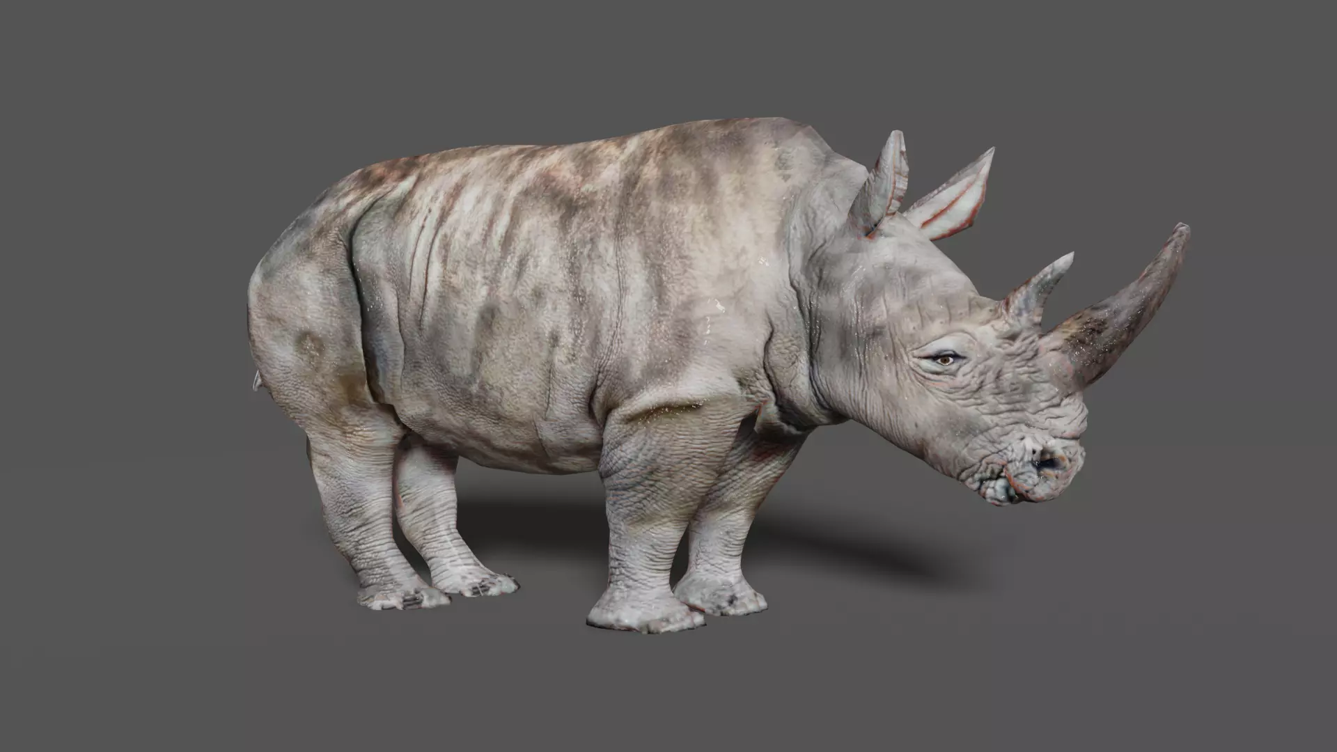 RHINOCEROS Low-poly 3D model_0