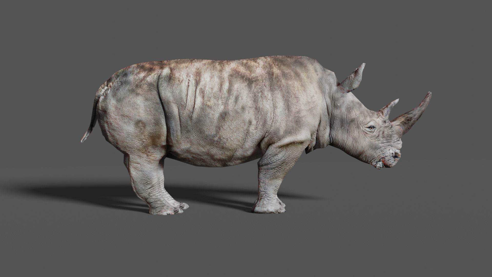 RHINOCEROS Low-poly 3D model_5