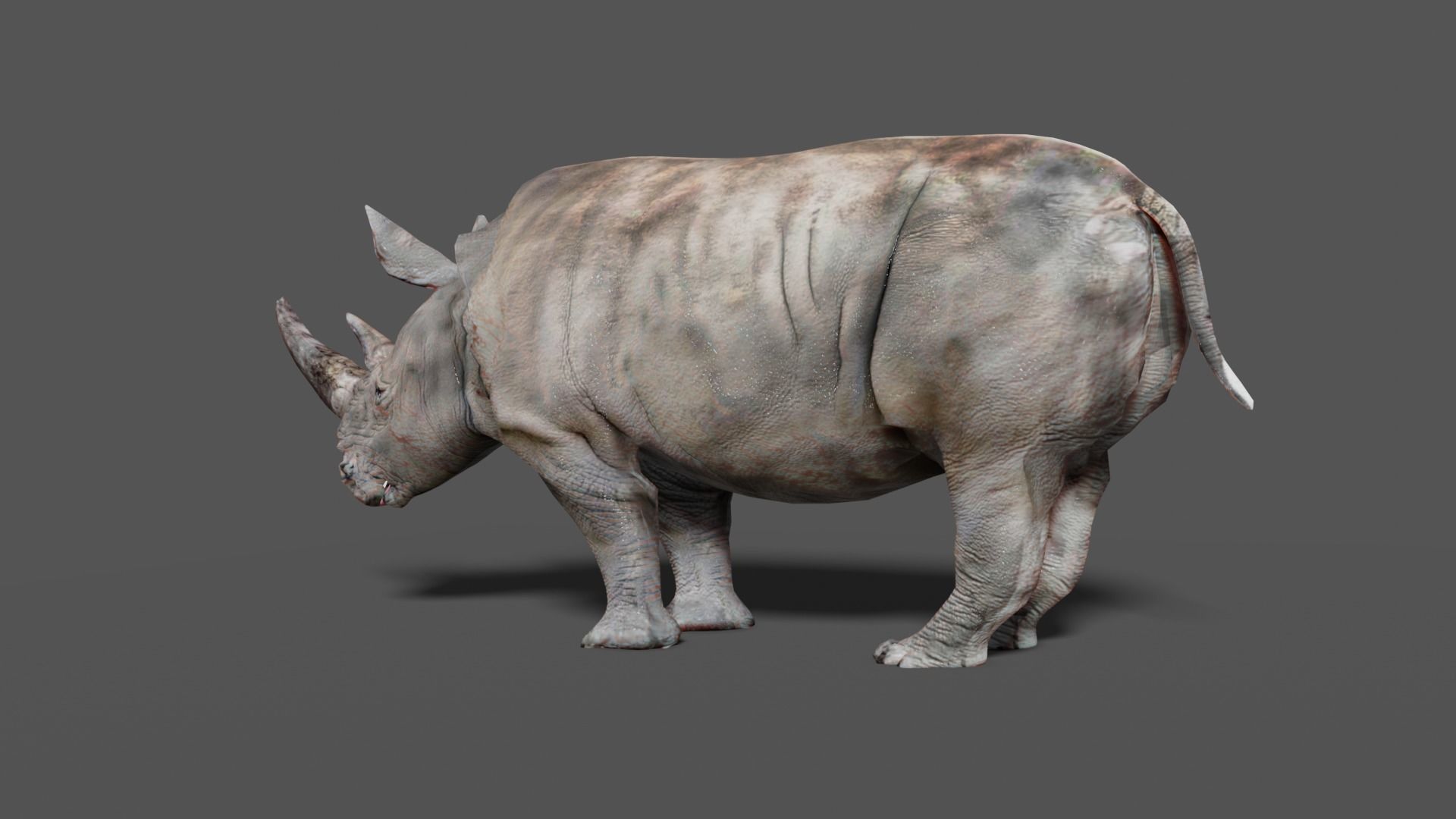 RHINOCEROS Low-poly 3D model_12