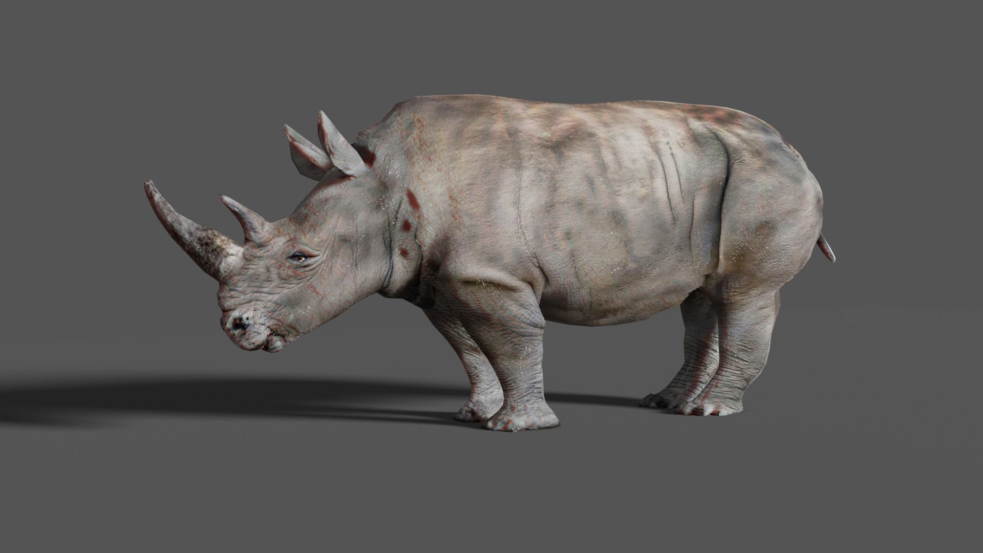 RHINOCEROS Low-poly 3D model_11