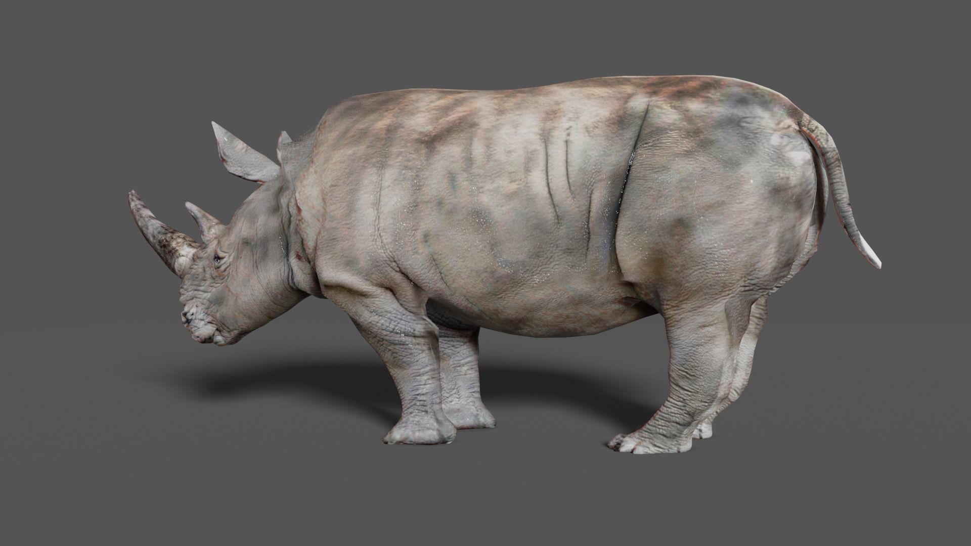 RHINOCEROS Low-poly 3D model_9