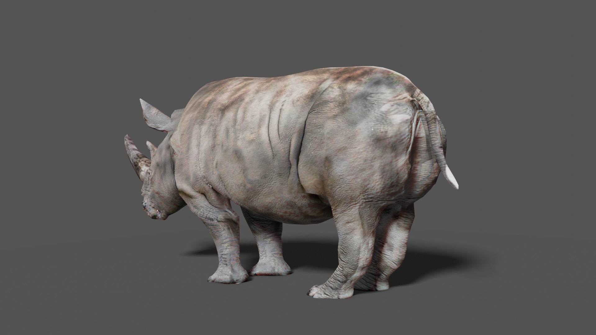 RHINOCEROS Low-poly 3D model_14