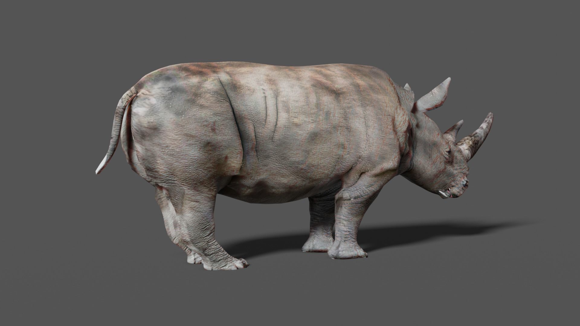 RHINOCEROS Low-poly 3D model_17