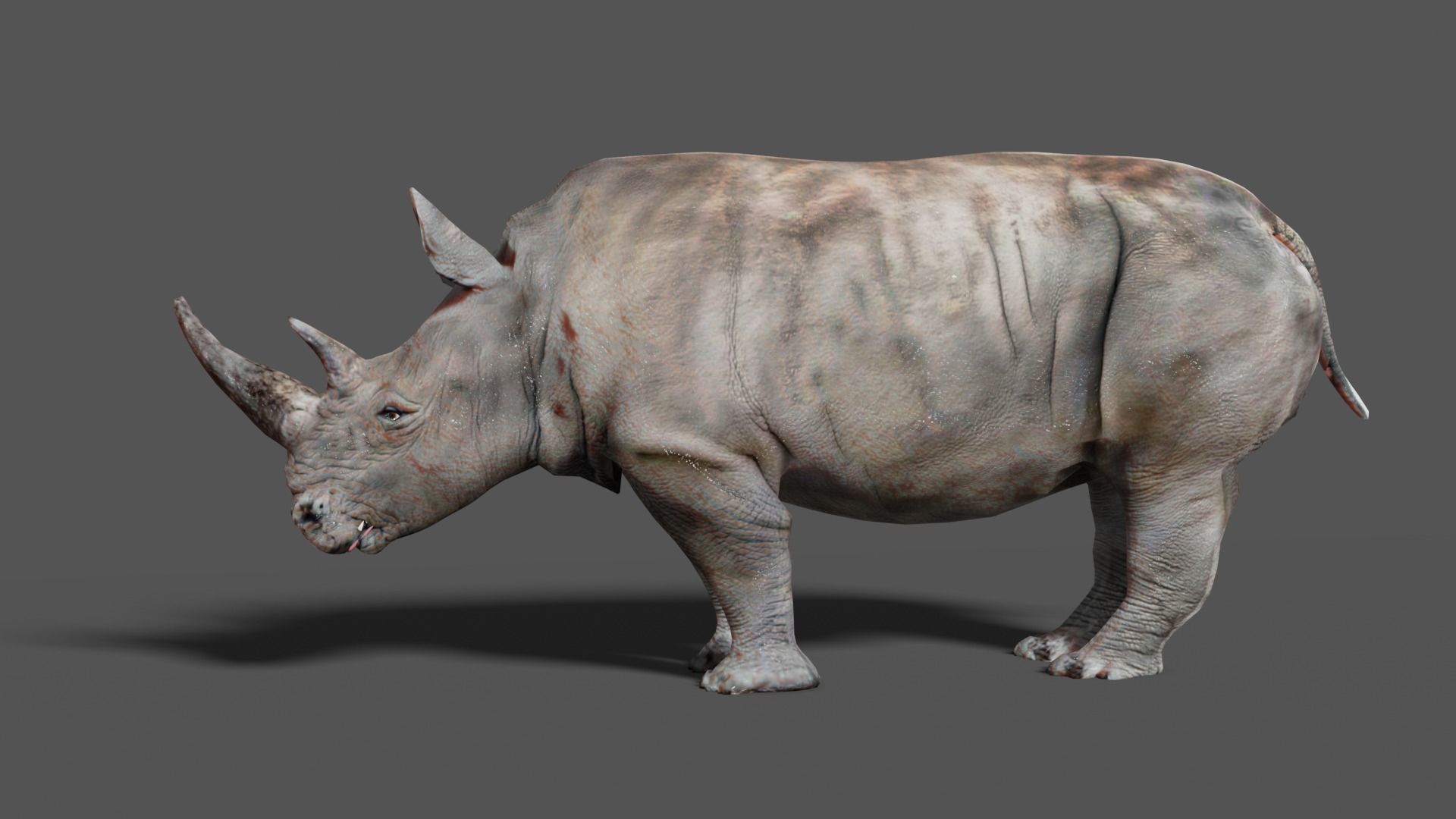 RHINOCEROS Low-poly 3D model_2