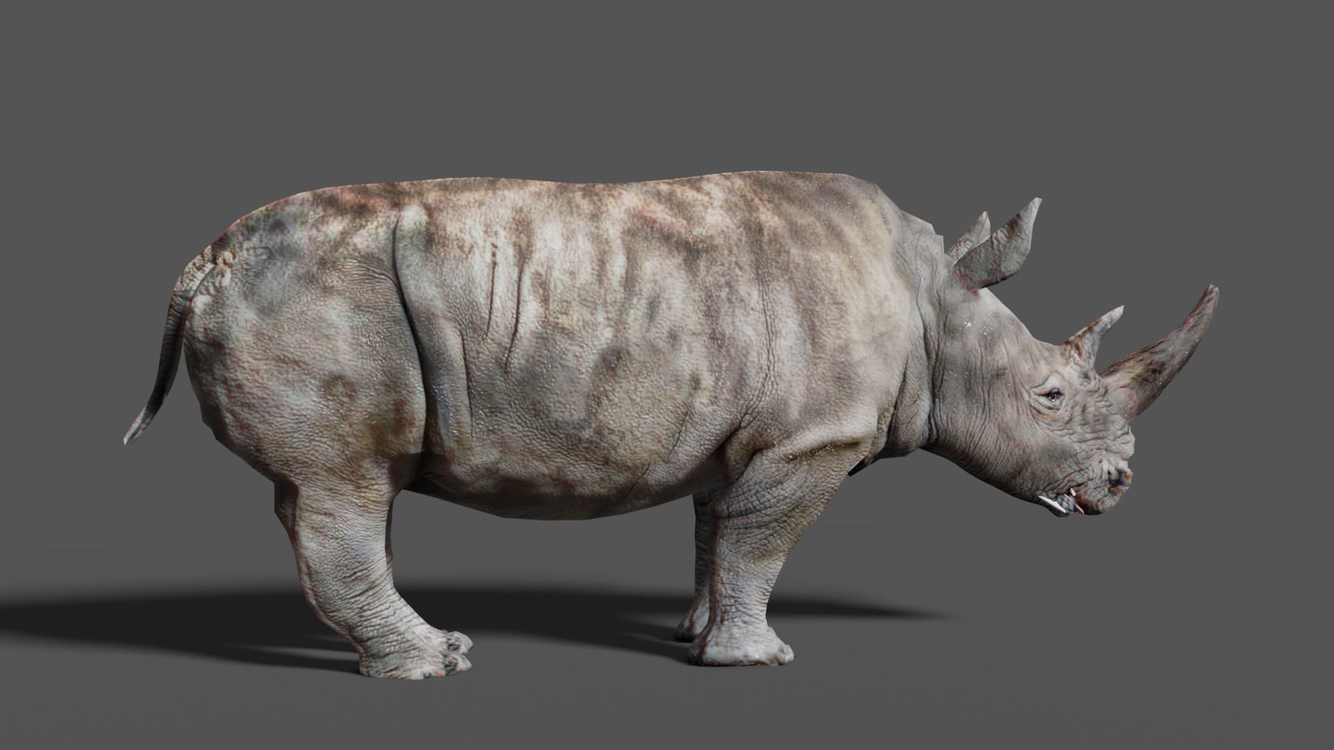 RHINOCEROS Low-poly 3D model_19
