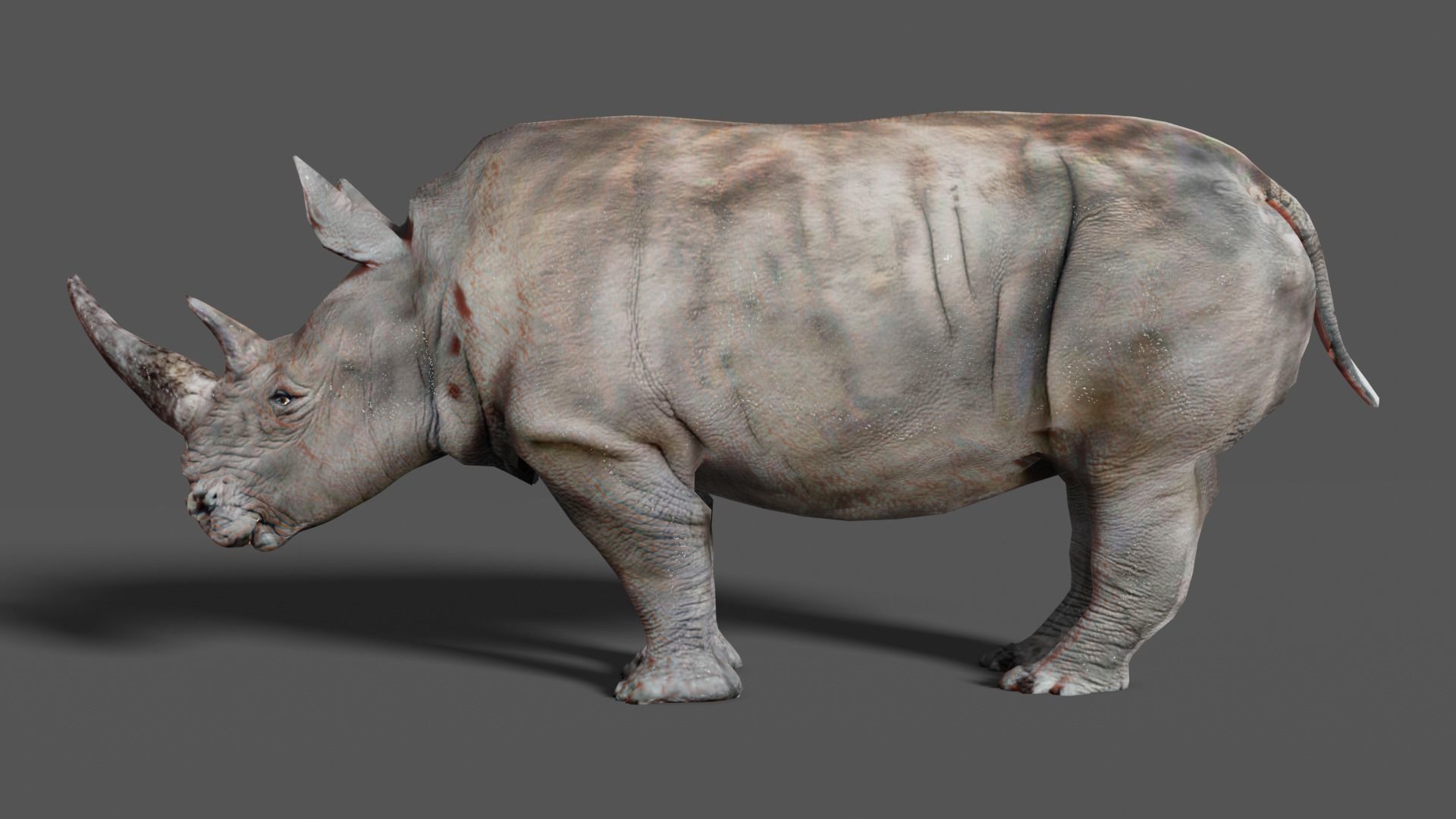 RHINOCEROS Low-poly 3D model_10