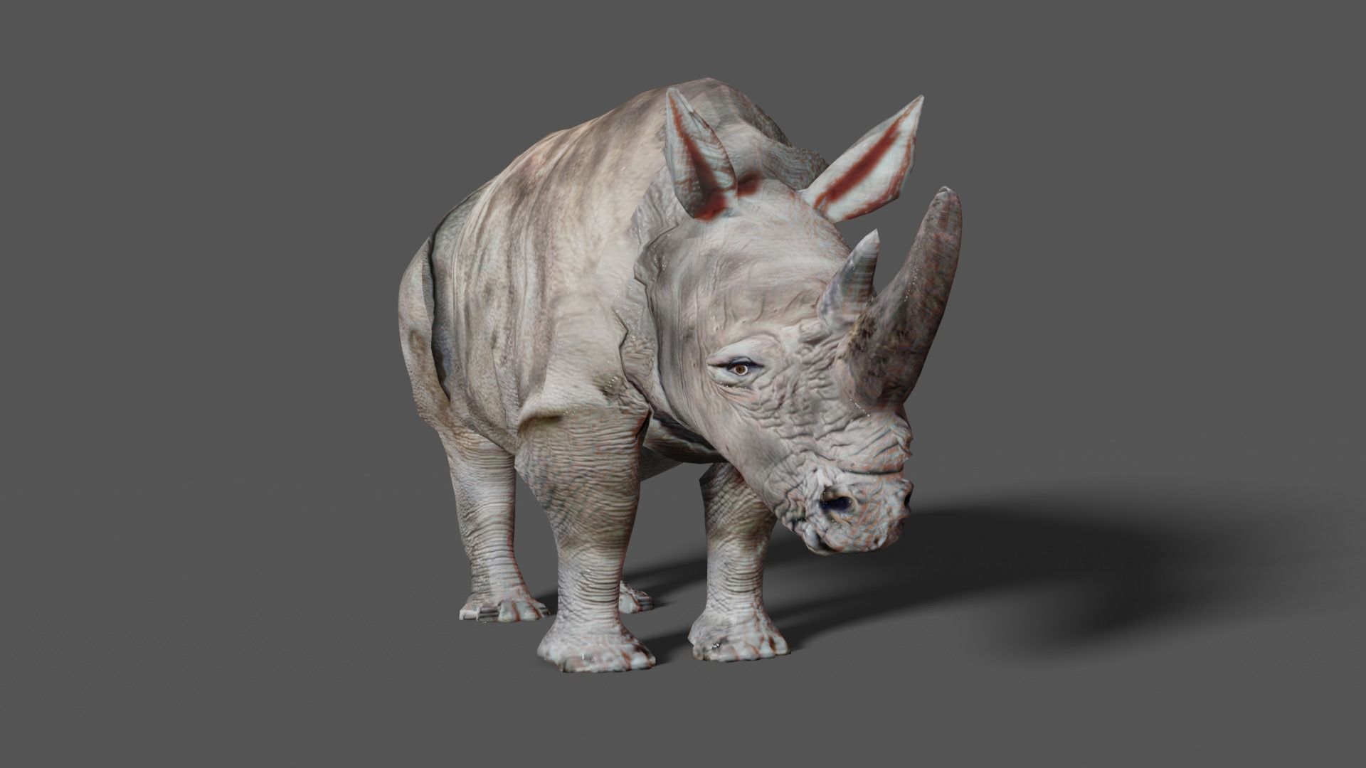 RHINOCEROS Low-poly 3D model_4