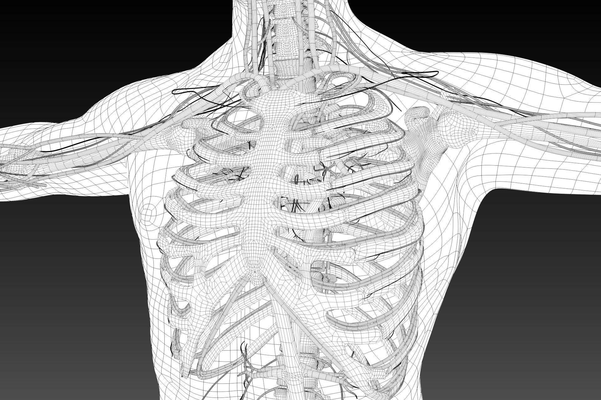Human perspective X-ray X-ray bone blood vessels 3D model_11