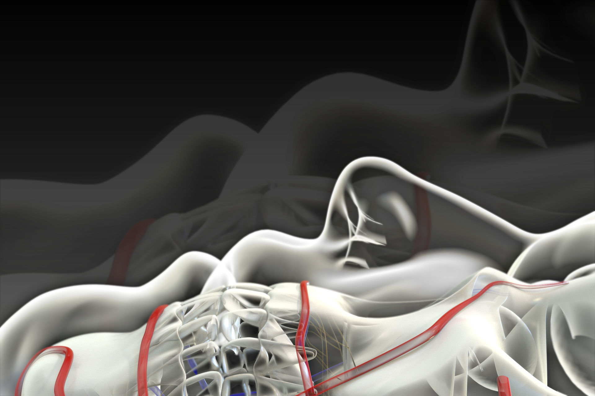 Human perspective X-ray X-ray bone blood vessels 3D model_9