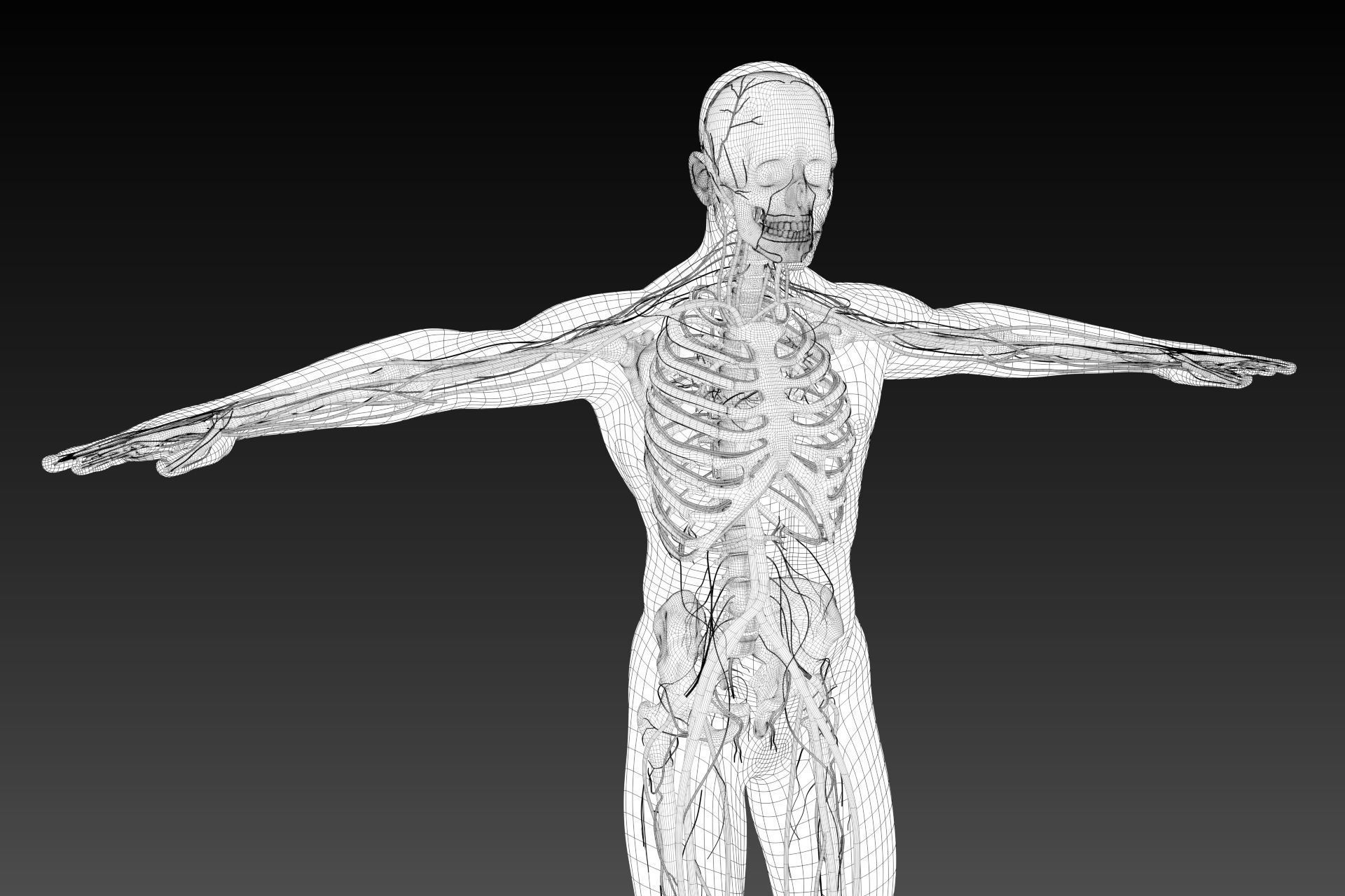 Human perspective X-ray X-ray bone blood vessels 3D model_10