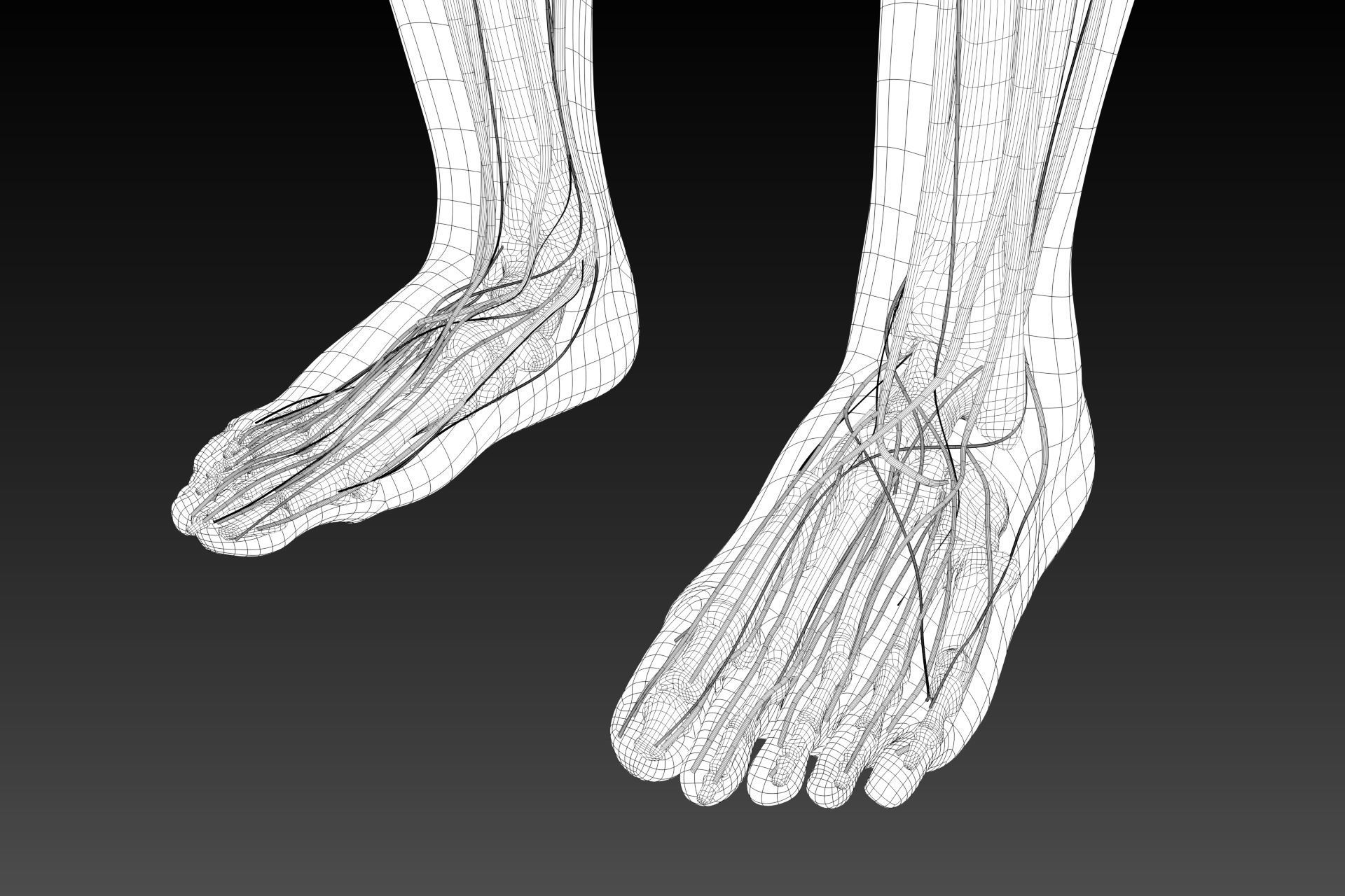 Human perspective X-ray X-ray bone blood vessels 3D model_12