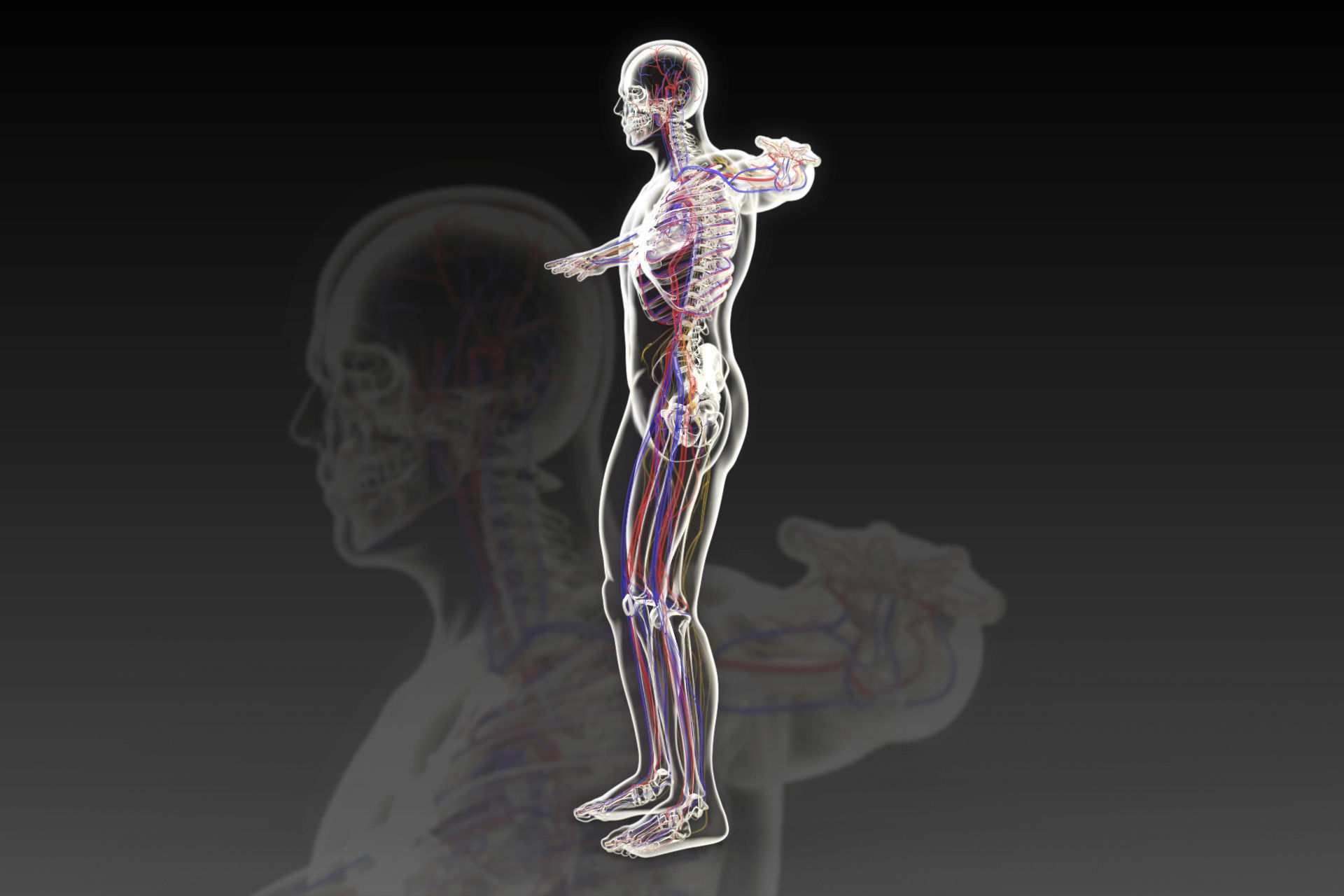 Human perspective X-ray X-ray bone blood vessels 3D model_2