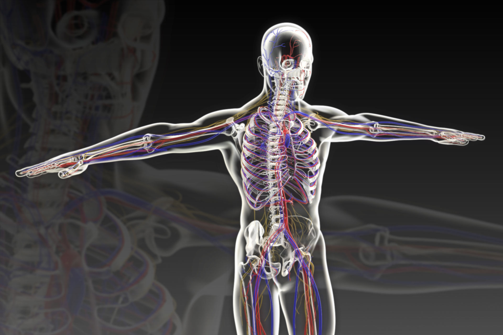 Human perspective X-ray X-ray bone blood vessels 3D model_4