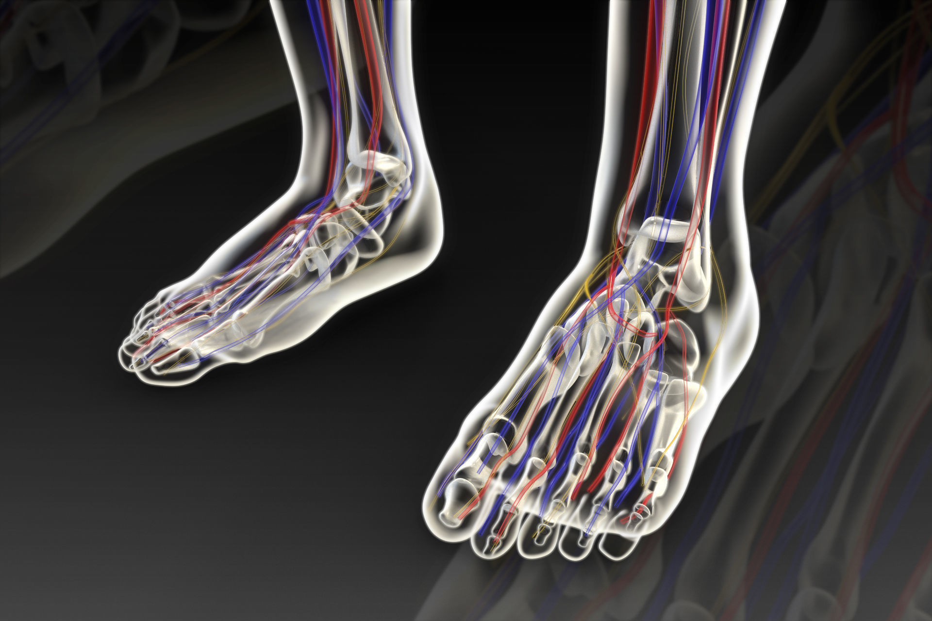 Human perspective X-ray X-ray bone blood vessels 3D model_6