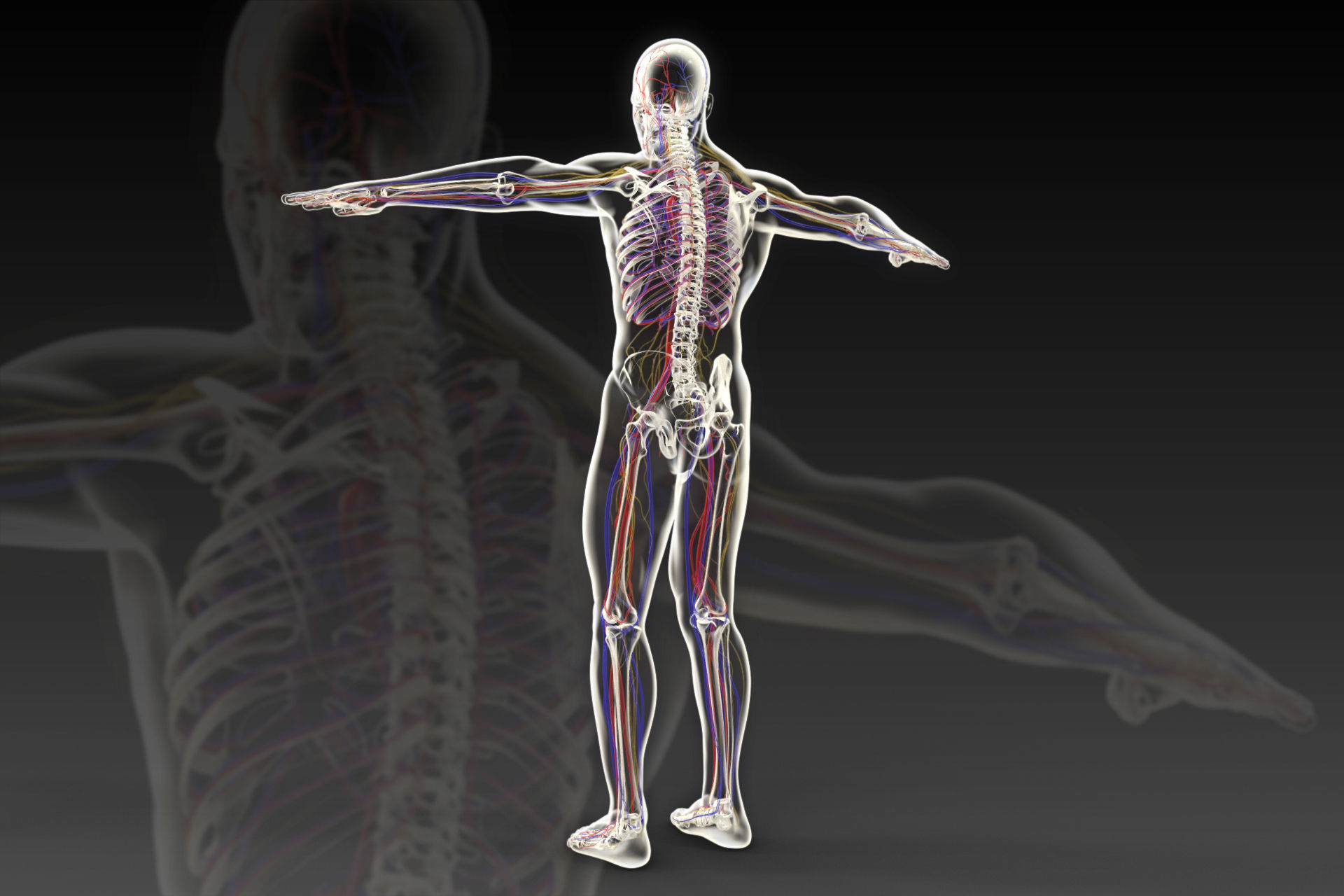 Human perspective X-ray X-ray bone blood vessels 3D model_3
