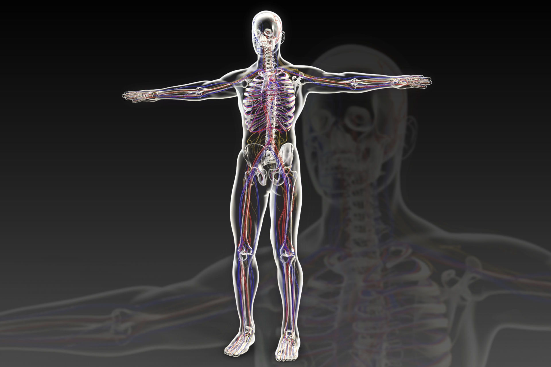 Human perspective X-ray X-ray bone blood vessels 3D model_1