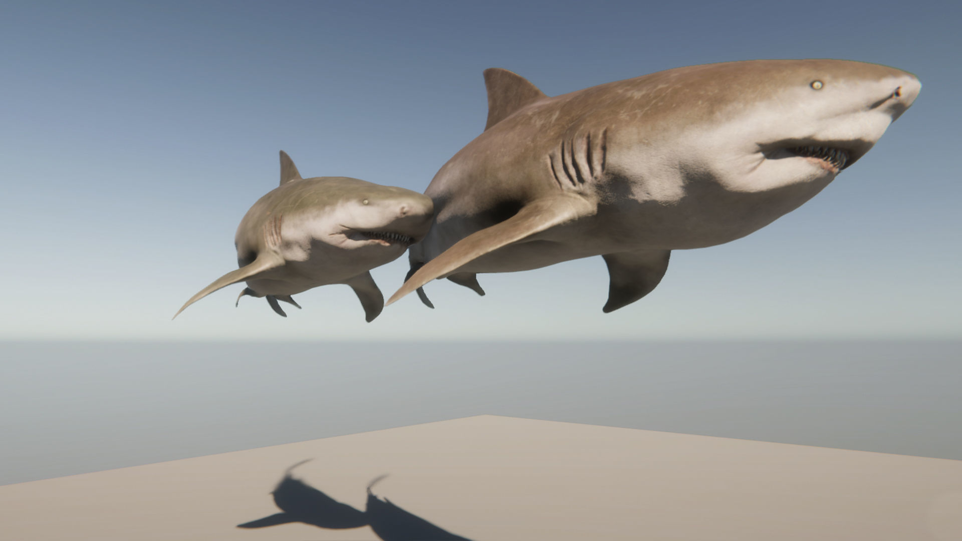 Bull Sharks Low-poly 3D model_16