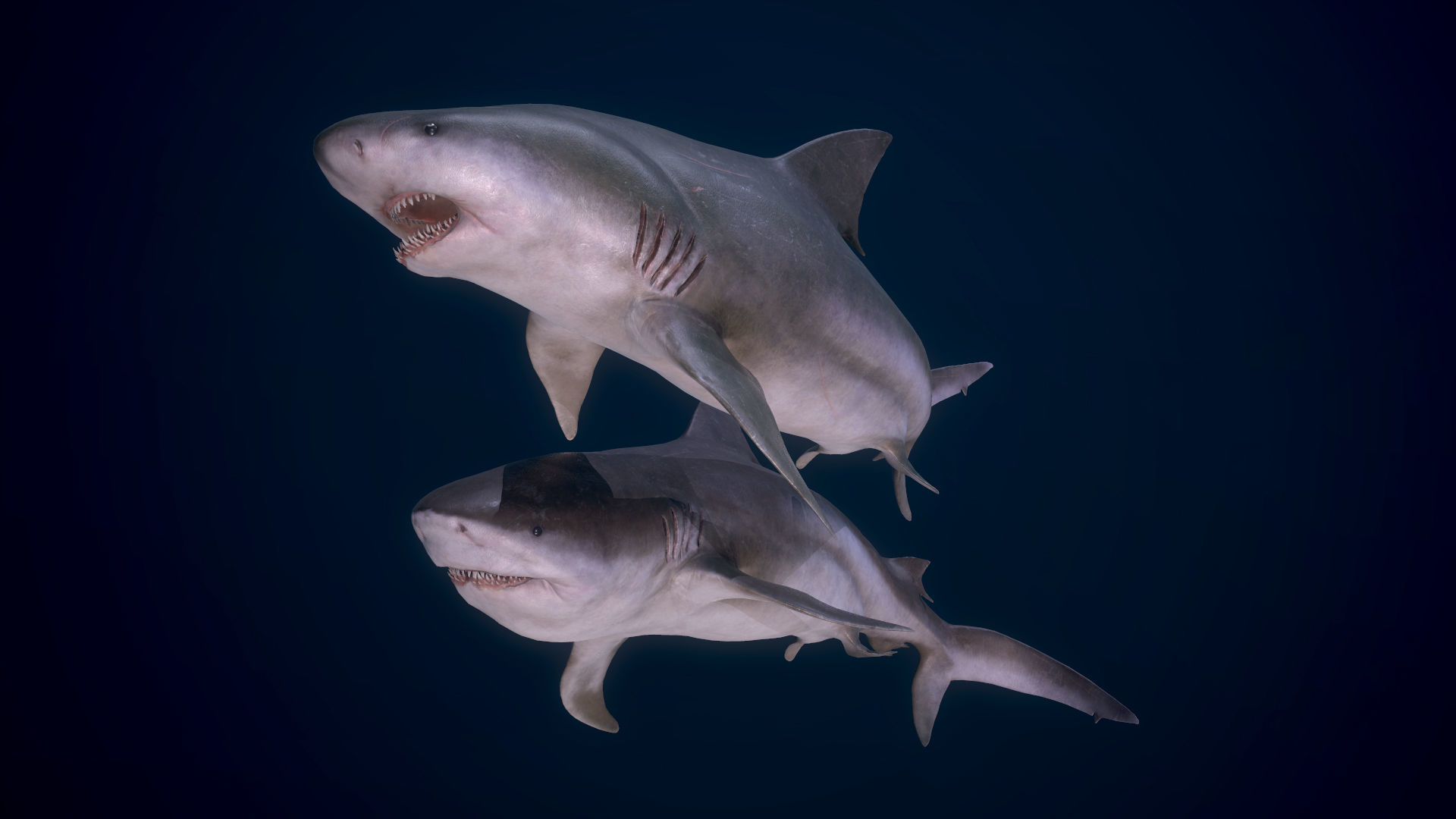 Bull Sharks Low-poly 3D model_8