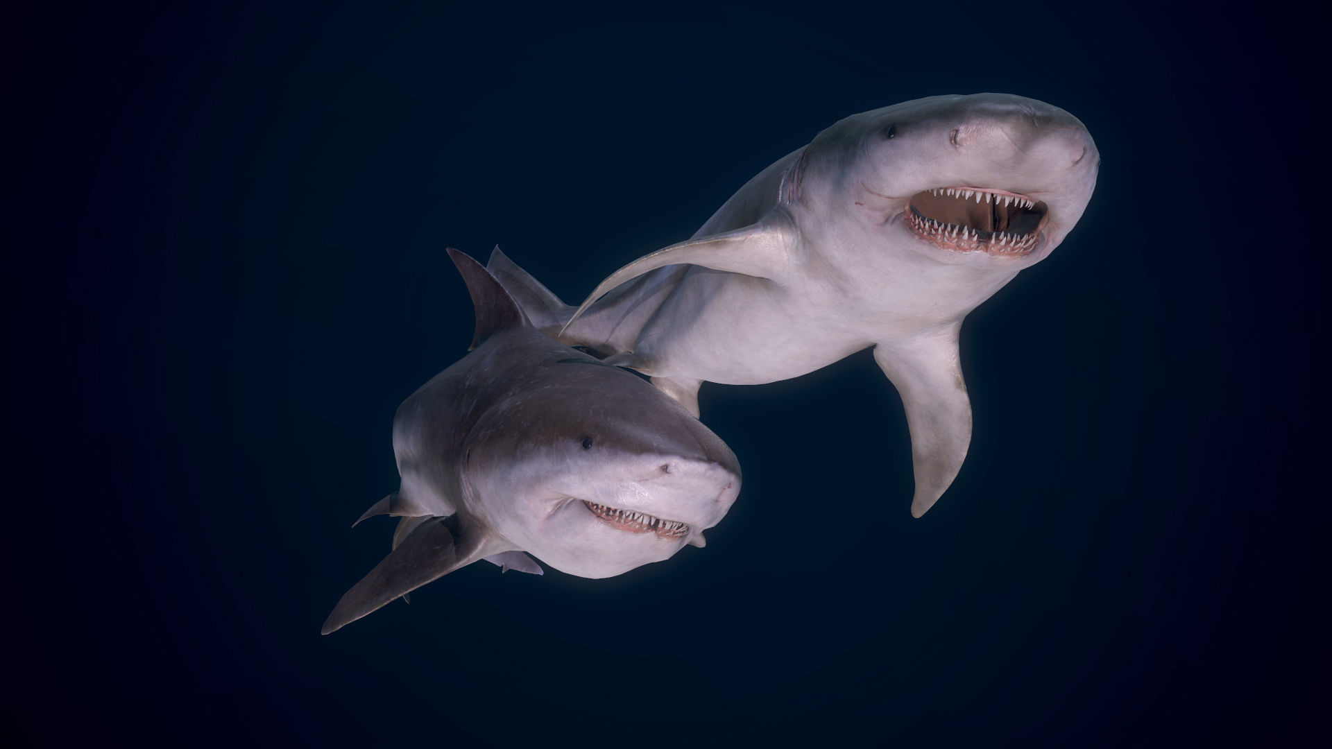 Bull Sharks Low-poly 3D model_6