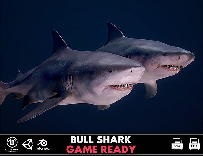 Bull Sharks Low-poly 3D model